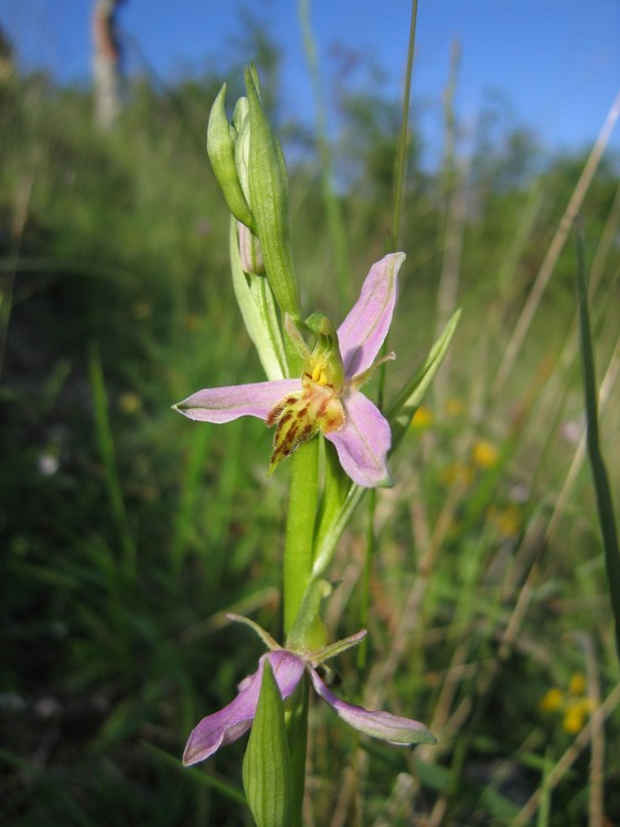 Ophrys apifera